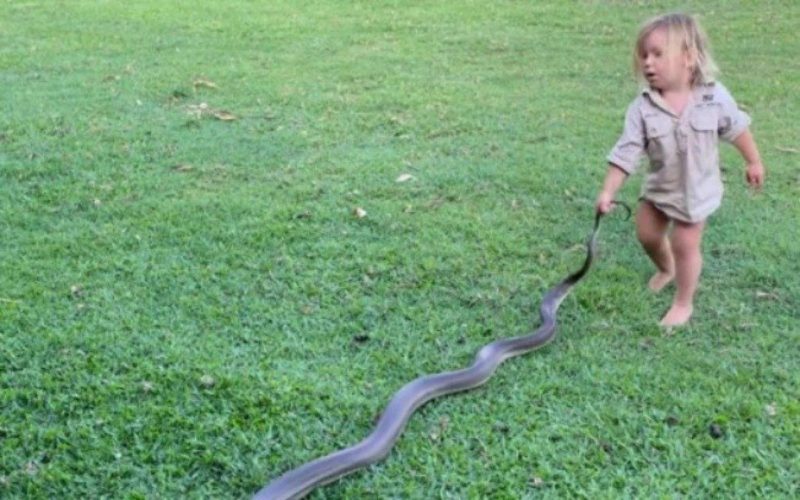 Crian&ccedil;a arrasta cobra de tr&ecirc;s metros pela grama – Foto: Reprodu&ccedil;&atilde;o/Instagram