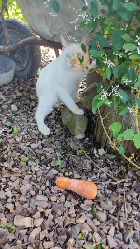 Nen&eacute;m tem cinco meses e &eacute; saltitante como um coelho – Foto: Divulga&ccedil;&atilde;o/Eliza Roeder