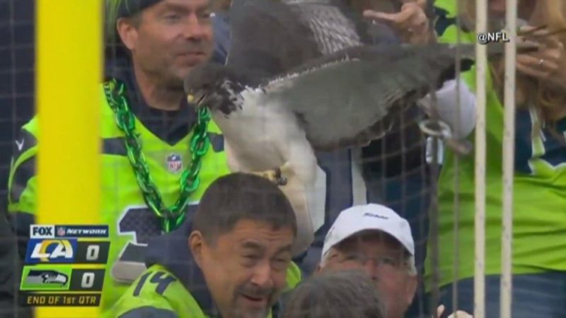 Falc&atilde;o pousa sobre cabe&ccedil;a de torcedor durante jogo nos EUA – Foto: Reprodu&ccedil;&atilde;o/ND