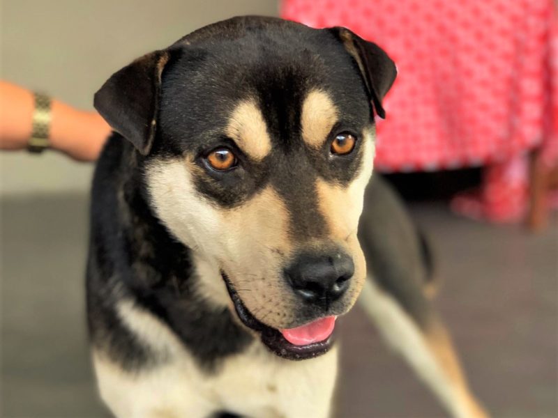 Feira de ado&ccedil;&atilde;o da ONG Amigo Bicho de I&ccedil;ara ser&aacute; no Crici&uacute;ma Shopping – Foto: Divulga&ccedil;&atilde;o/ND