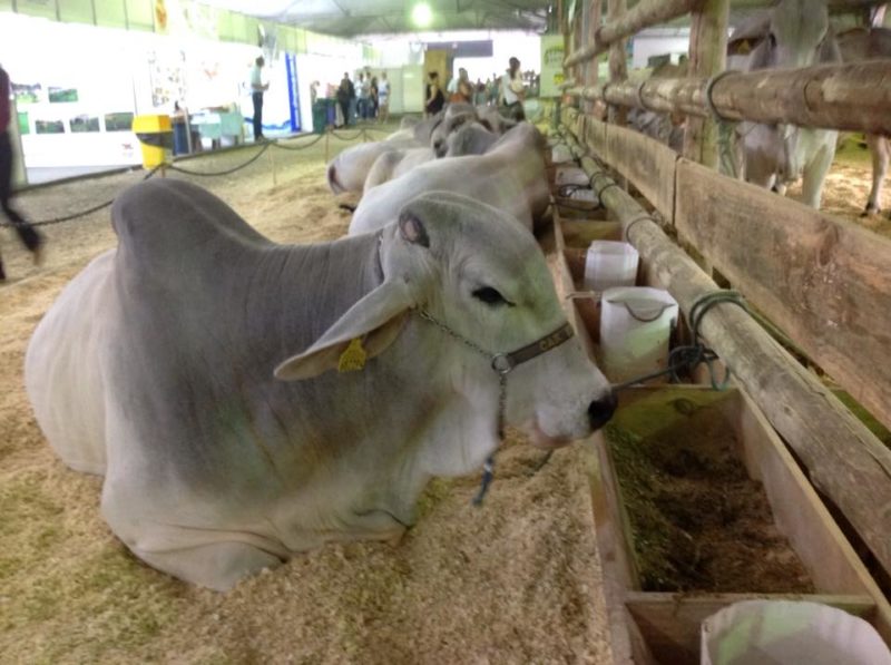 AgroPonte acontecerá de 3 a 7 de novembro em Criciúma e terá espaço garantido no BG – Foto: Divulgação/ND