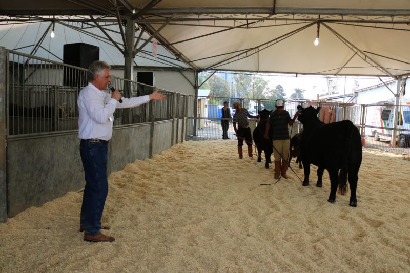 Santa Catarina vem crescendo tanto em produção como em qualidade na produção bovina – Foto: Divulgação/ND