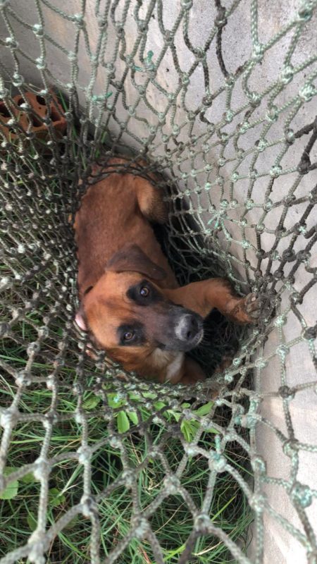 Cachorro foi resgatado pelos Bombeiros em uma rede – Foto: Divulga&ccedil;&atilde;o/CBMSC