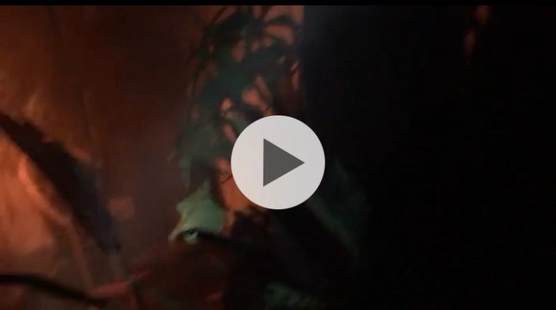 Idoso estava em surto e afirmava que iria apagar as chamas – Foto: Reprodu&ccedil;&atilde;o/GMBC