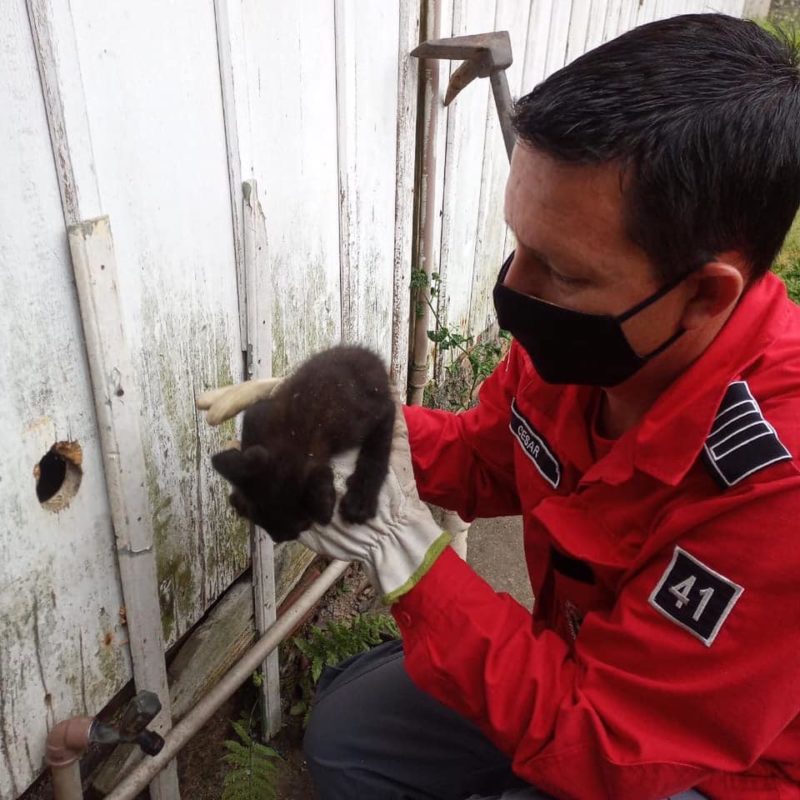Filhote de gato foi resgatado por bombeiros voluntários – Foto: Bombeiros Voluntários de Jaguaruna/Divulgação/ND