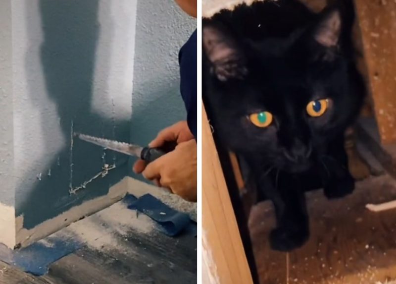 Tutora desconfiou quando ouviu miado do gato