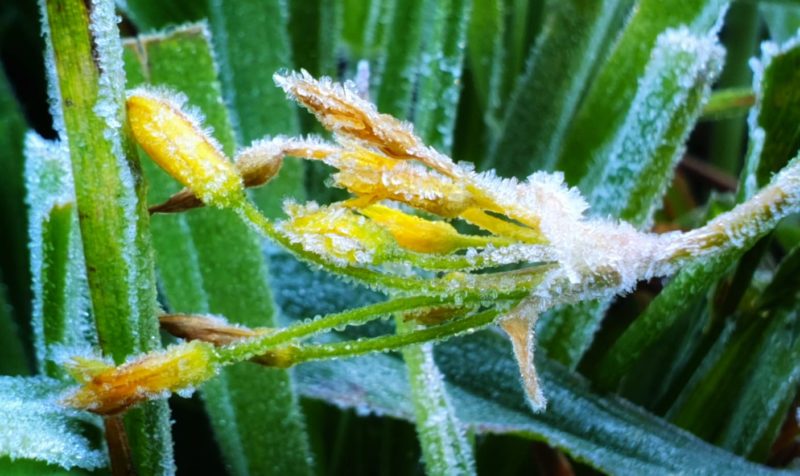 Foto de uma planta coberta de gelo para ilustrar uma matéria sobre a previsão do tempo