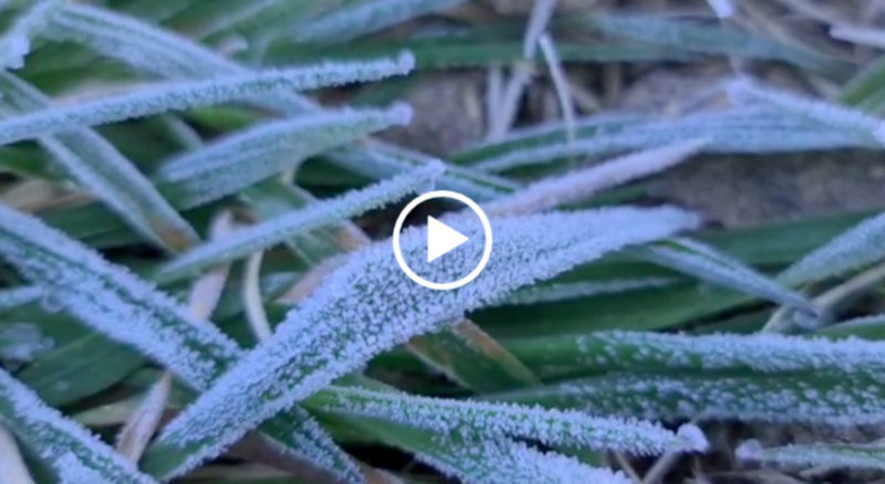 S&atilde;o Joaquim amanheceu com campos branquinhos nesta quinta-feira (7) – Foto: Mycchel Legnaghi/S&atilde;o Joaquim Online