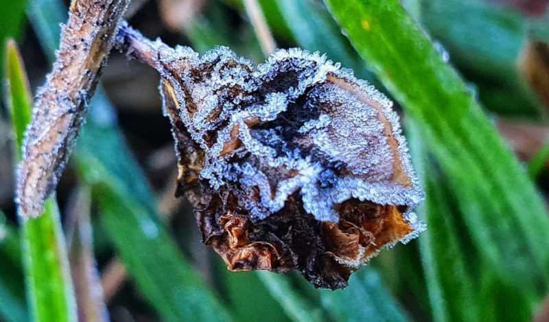 Fen&ocirc;meno pode ser registrado em algumas regi&otilde;es catarinenses ap&oacute;s queda de temperatura – Foto: Mycchel Legnaghi / S&atilde;o Joaquim Online