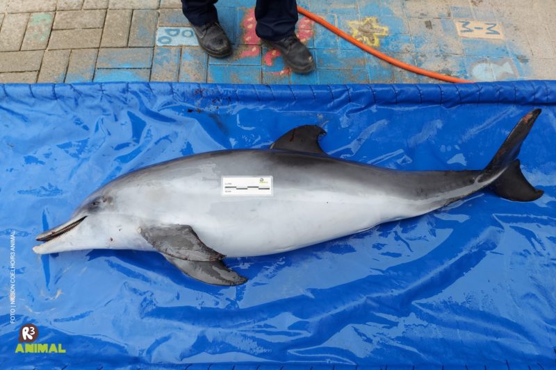 Golfinho encalhou morto na praia Brava, em Florian&oacute;polis – Foto: R3 Animal/Divulga&ccedil;&atilde;o/ND