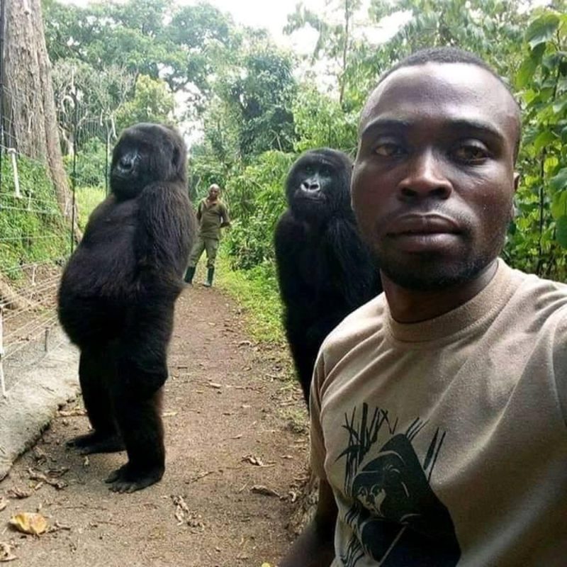 Selfie que viralizou na internet – Foto: Virunga/Reprodu&ccedil;&atilde;o/ND