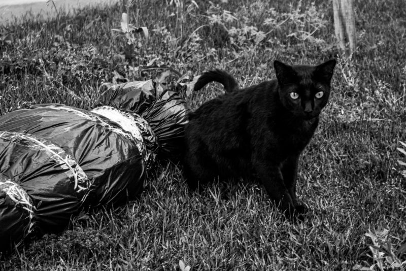 No fim das contas, sobrou at&eacute; para o gato – Foto: Silvio Robson/Arquivo pessoal