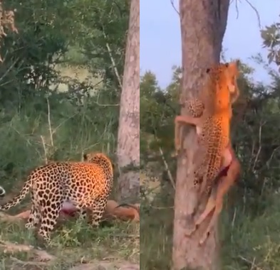 V&iacute;deo mostra momento em que leopardo sobe em &aacute;rvore com presa morta na boca – Foto: Internet/Divulga&ccedil;&atilde;o/ND