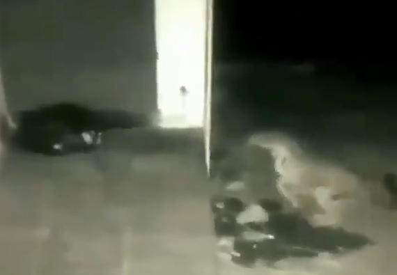 V&iacute;deo registra ataque brutal de Leopardo contra cachorro – Foto: Nashik Calling/Divulga&ccedil;&atilde;o/ND