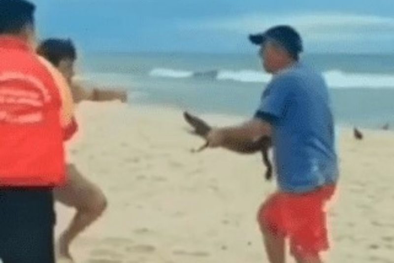 Depois de ser usado como “arma”, animal foi deixado na areia da praia – Foto: Reprodu&ccedil;&atilde;o/Internet