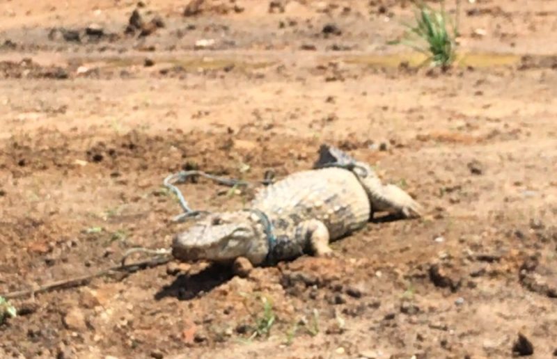 Jacaré é encontrado machucado em casa em Tubarão – Foto: Divulgação/ND