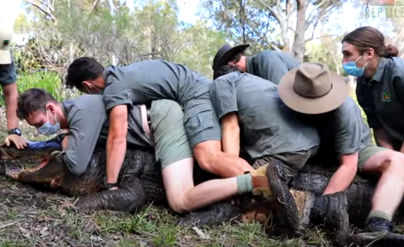 Jacaré é retirado de lagoa