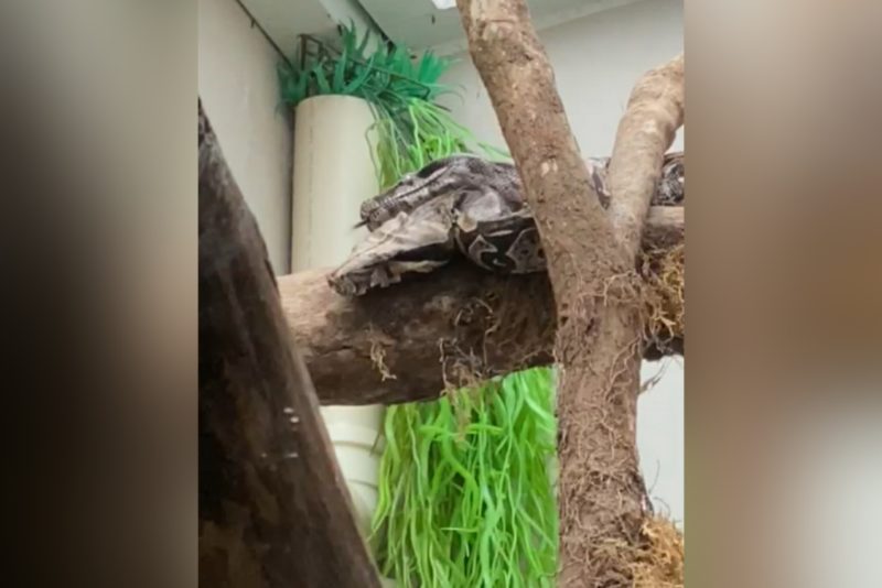 cobras viraram amigas