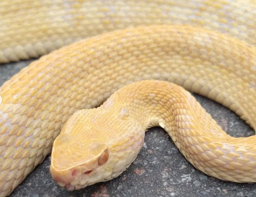 Jararaca albina encontrada em Jaraguá do Sul