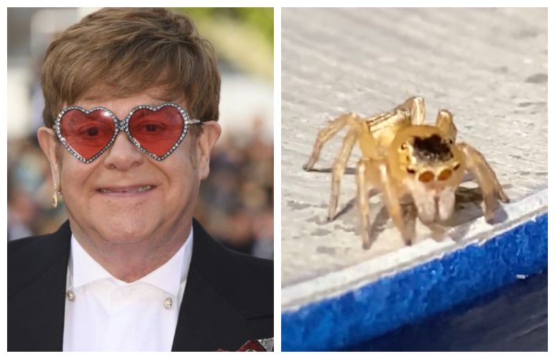 Elton John e sua versão a aracnídea, que vem fazendo sucesso na internet &#8211; Foto: Reprodução