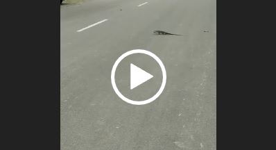 lagarto atravessa rua em Joinville