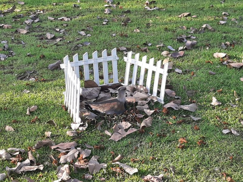 &Aacute;rea foi limitada com cones e cercado para a prote&ccedil;&atilde;o da ave – Foto: Luiza Goulart/NDTV