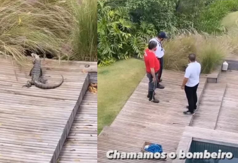 Marcos Mion recebe visita inusitada de animal – Foto: Internet/Divulga&ccedil;&atilde;o/ND