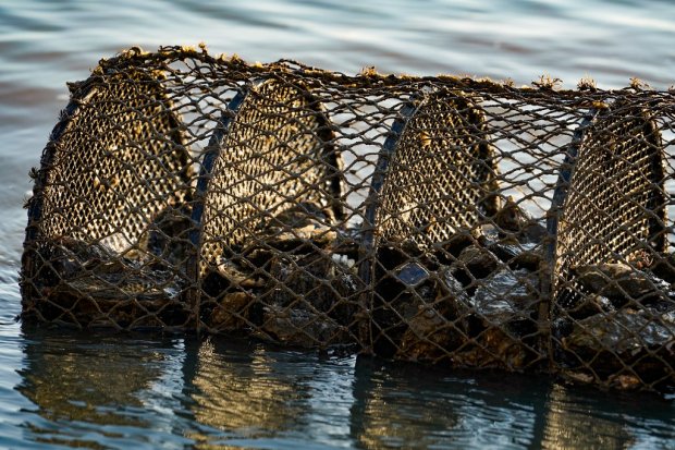 Maricultura, em Santa Catarina; interdi&ccedil;&atilde;o de &aacute;rea de cultivo na Grande Florian&oacute;polis – Foto: Ricardo Wolffenb&uuml;ttel/Secom