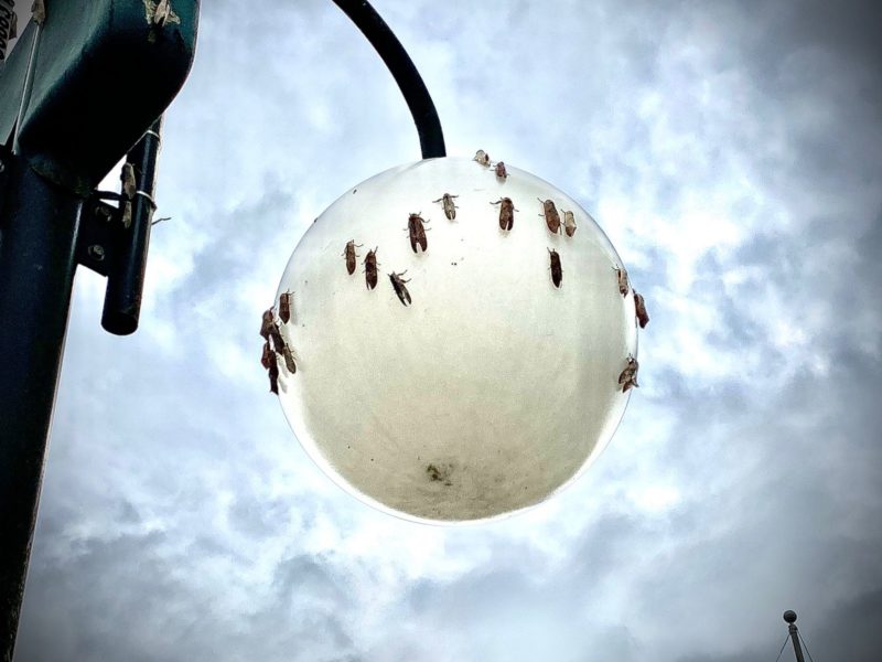 Mosquitos em volta de poste de luz durante o amanhecer 