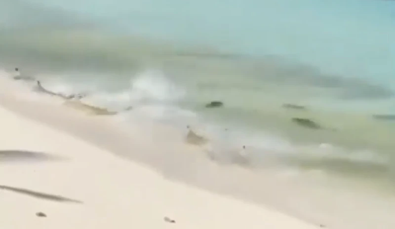 V&iacute;deo mostra cardume de tubar&otilde;es se alimentando em praia paradis&iacute;aca – Foto: Reprodu&ccedil;&atilde;o/ND