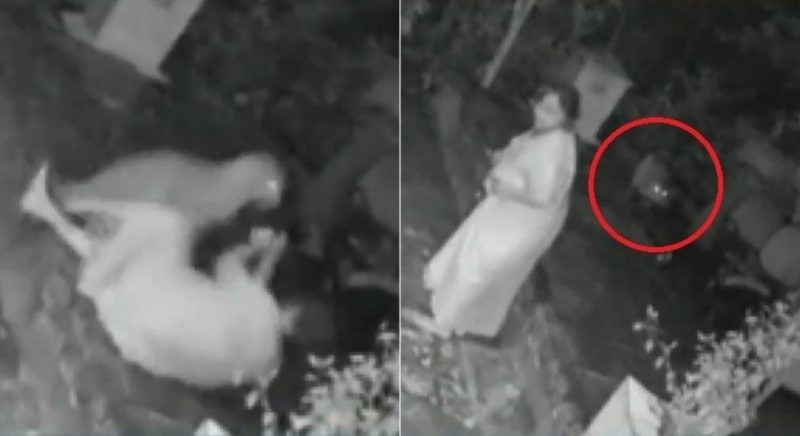 Mulher usa bengala para evitar ataque de leopardo – Foto: Reprodu&ccedil;&atilde;o/ND