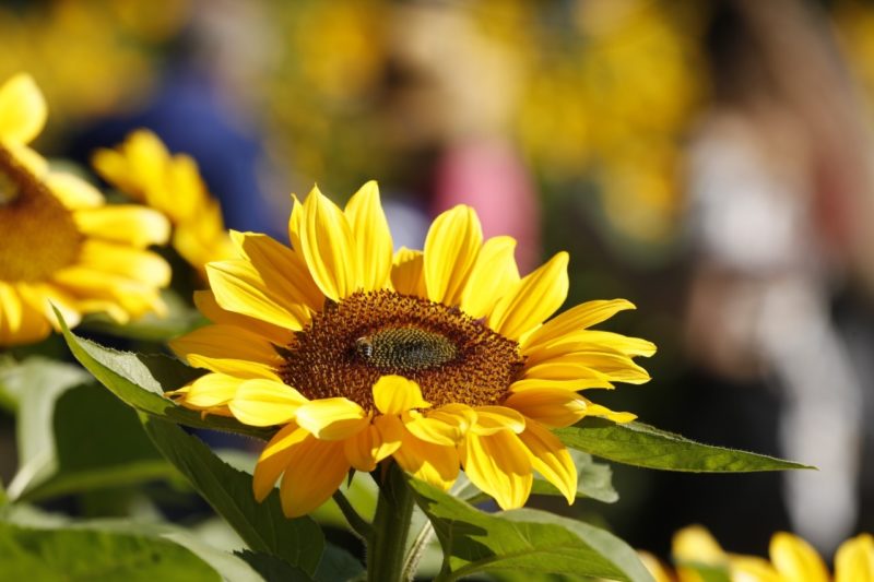 Concurso vai escolher jardim mais bonito em nove categorias – Foto: Prefeitura de Joinville/Divulga&ccedil;&atilde;o