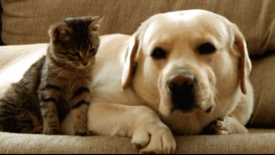 Gato e cachorro – Foto: Banco de Imagens