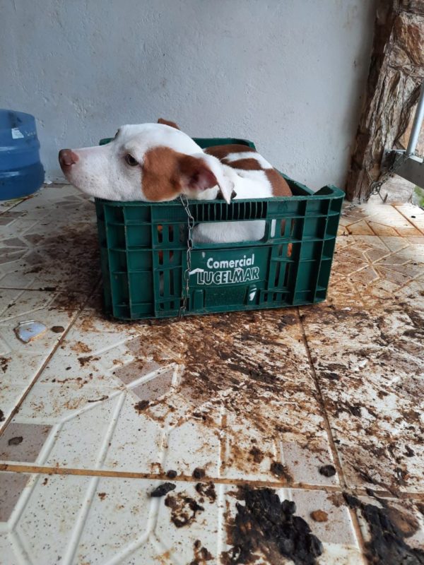 Durante a opera&ccedil;&atilde;o, os policias encontraram um filhote de pitbull em situa&ccedil;&atilde;o de maus-tratos – Foto: Divulga&ccedil;&atilde;o/Pol&iacute;cia Civil