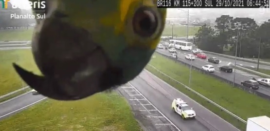 Papagaio foi flagrado por c&acirc;mera de monitoramento na BR-116 – Foto: Reprodu&ccedil;&atilde;o/ND