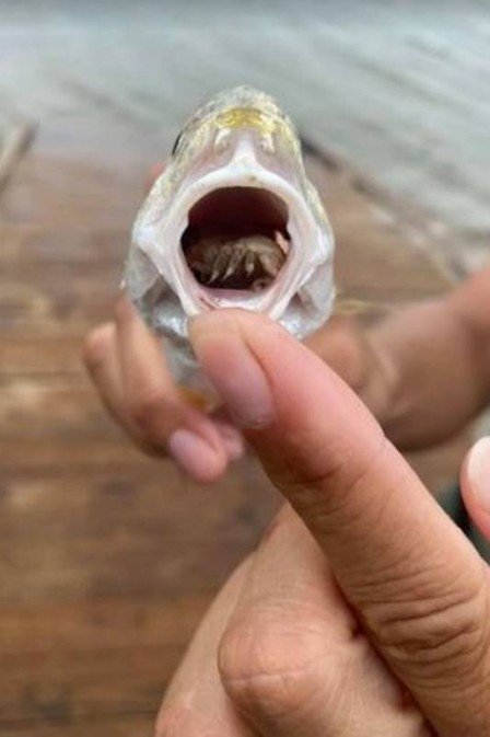 Parasita substitui l&iacute;ngua do hospedeiro – Foto: Reprodu&ccedil;&atilde;o/ND