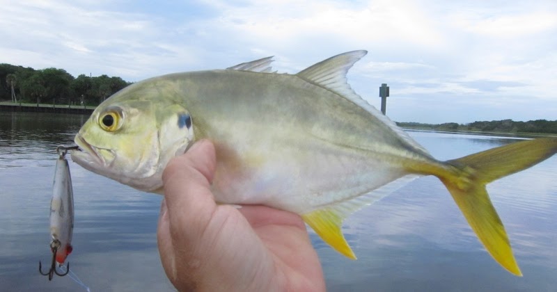 Cardume da esp&eacute;cie Crevalle Jack foi flagrado por drone – Foto: Internet