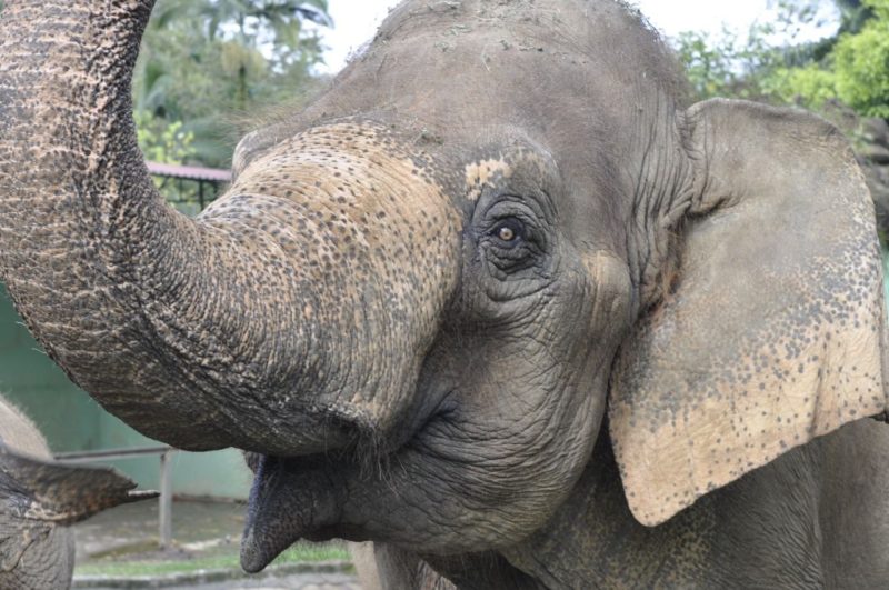 No Zoo Pomerode que as duas elefantas, Kenia e Lica, encontraram paz ap&oacute;s mais de 40 anos acorrentadas – Foto: Arquivo/Zoo Pomerode