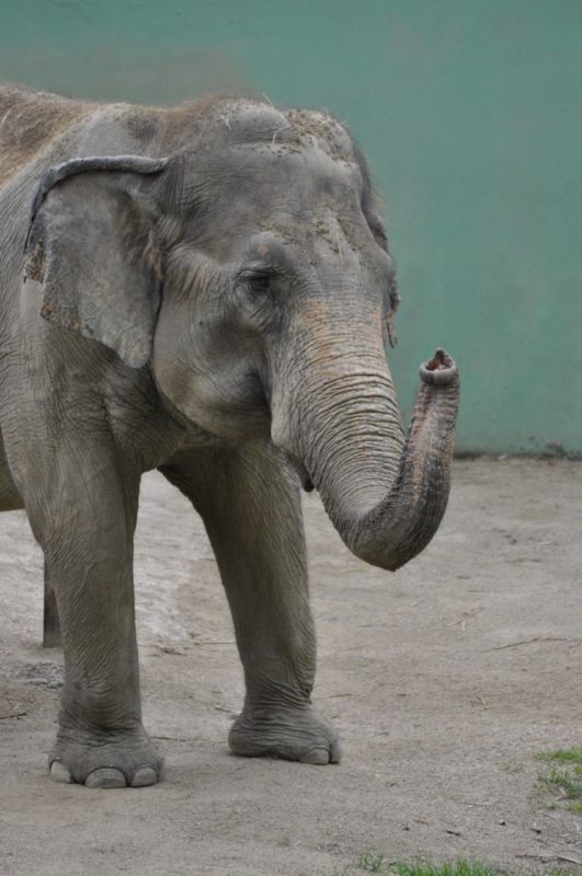 O tratamento realizado nas elefantes já foi eleito por três vezes como o melhor trabalho científico, de manejo e bem-estar animal, em eventos nacionais – Foto: Arquivo/Zoo Pomerode