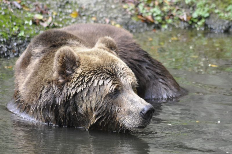 No Zoo Pomerode que o Bob encontrou o que precisava para se readaptar ao conv&iacute;vio ap&oacute;s dez anos no entretenimento de um circo – Foto: Arquivo/Zoo Pomerode