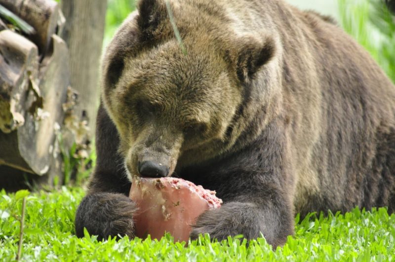 Hoje o Bob possui cerca de 25 anos em pleno estado de sa&uacute;de – Foto: Arquivo/Zoo Pomerode