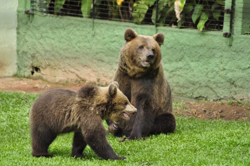Bob vive com uma f&ecirc;mea e tem um filhote de 5 anos – Foto: Arquivo/Zoo Pomerode