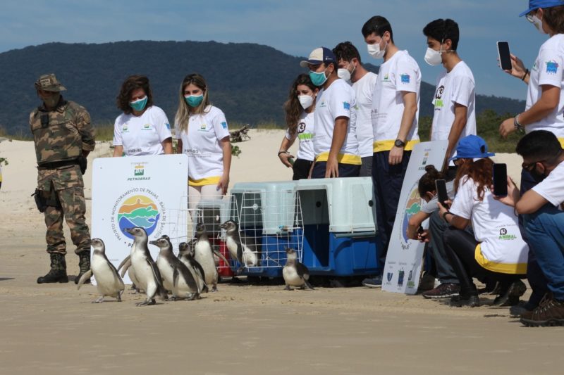Soltura foi feita pela equipe da R3 Animal – Foto: Nilson Coelho/R3 Animal/Divulga&ccedil;&atilde;o/ND