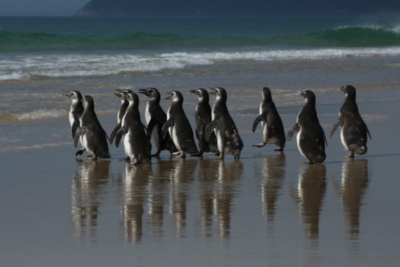 Pinguins-de-Magalh&atilde;es foram soltos na Praia do Mo&ccedil;ambique – Foto: Nilson Coelho/R3 Animal/Divulga&ccedil;&atilde;o/ND