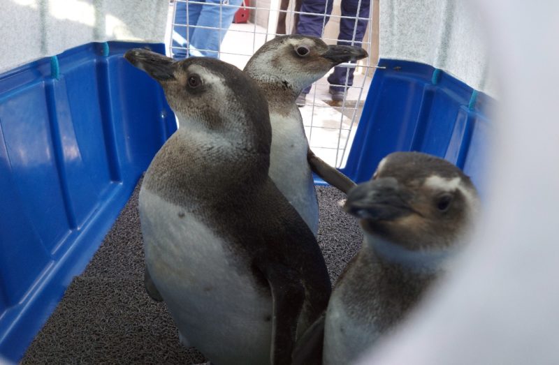 Pinguins foram resgatados em praias de Santa Catarina e do Paran&aacute; – Foto: Nilson Coelho/R3 Animal/Divulga&ccedil;&atilde;o/ND