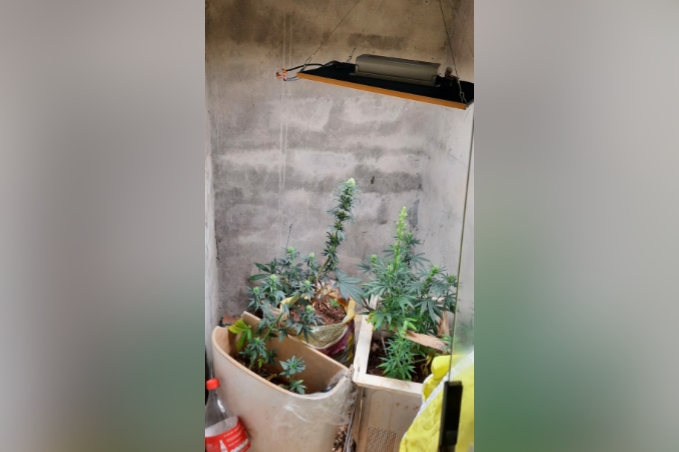 maconha estava em estufa