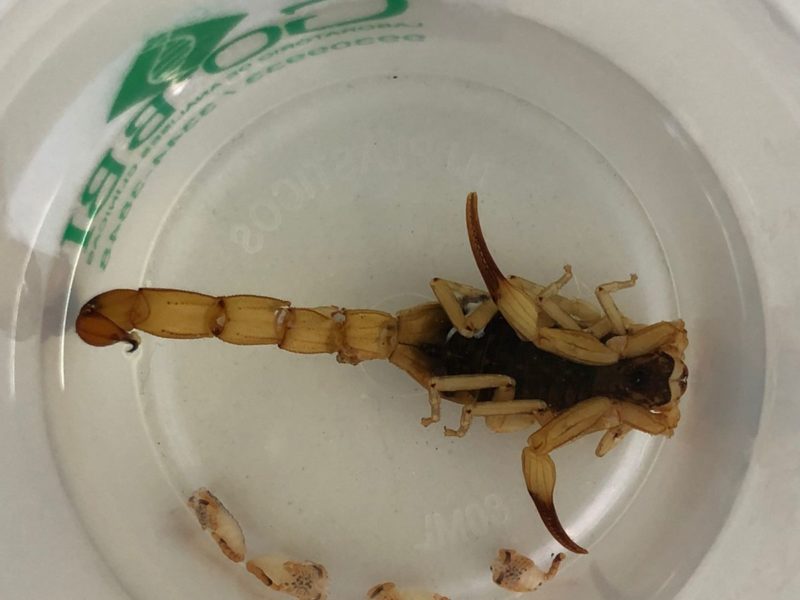 Esp&eacute;cie &eacute; uma das mais perigosas do Brasil, diz bi&oacute;logo&nbsp; – Foto: Prefeitura de Chapec&oacute;/Divulga&ccedil;&atilde;o/ND