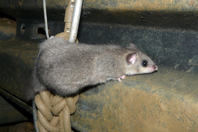 G1 - Invasão de ratos gigantes assusta moradores na Flórida - notícias em  Planeta Bizarro