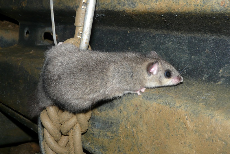 Nova York rato gigante é visto em loja 