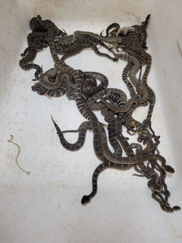 92 cobras foram encontradas embaixo de casa nos EUA – Foto: Provided by Al Wolf/ Divulgação/NDND